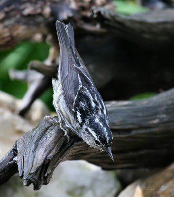 black and white warbler IMG_0698.jpg