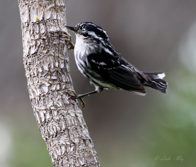 black and white warbler IMG_0711.jpg