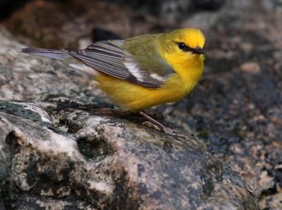 blue winged warbler IMG_0912.jpg