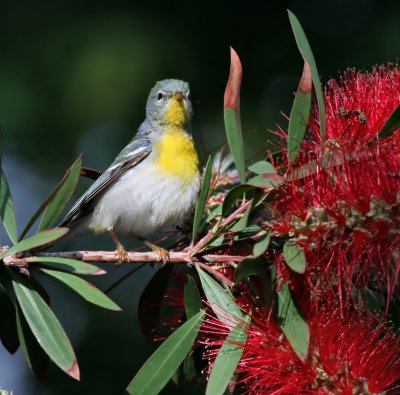 northern parula IMG_1100.jpg