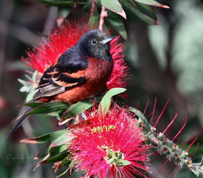 orchard oriole IMG_1013.jpg