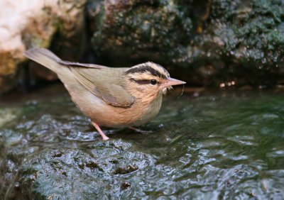 worm eating warbler IMG_0966.jpg