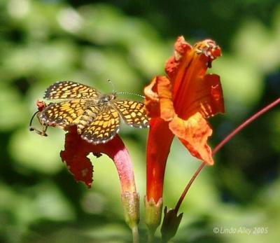 elada checkerspot question