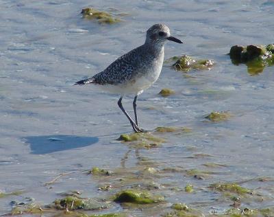 black bellied plover