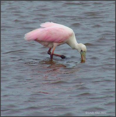 roseate spoonbill