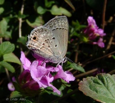 mallow scrub hairstreak