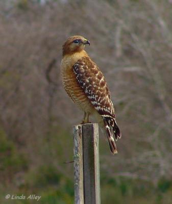 red shouldered