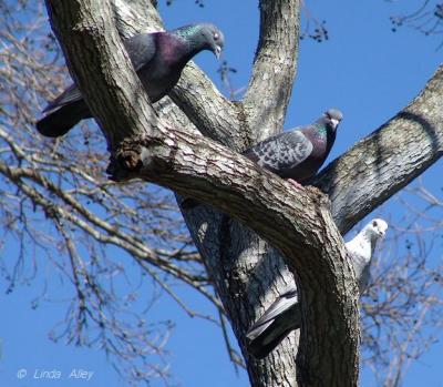 rock doves