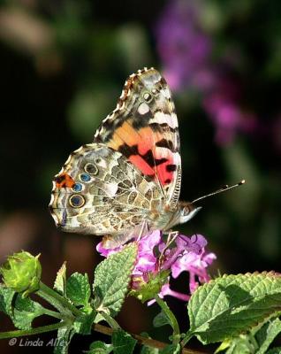 painted lady