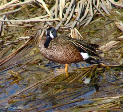 blue winged teal male