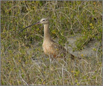 long  billed curlew