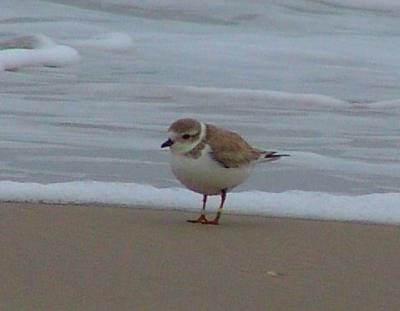 piping plover banded