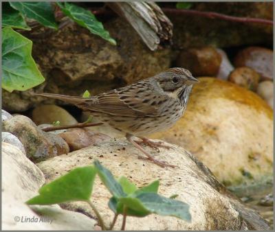 lincoln's sparrow