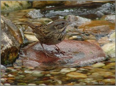 lincoln's sparrow