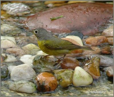 nashville warbler