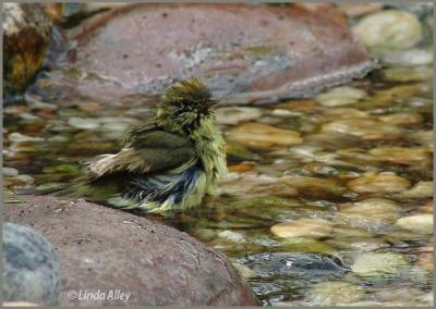 orange-crowned warbler