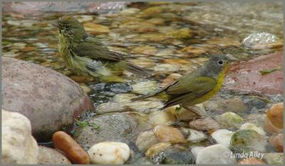 orange-crowned/nashville warblers