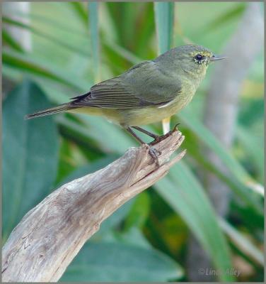 orange crowned warbler
