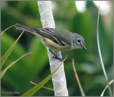 blue-headed vireo