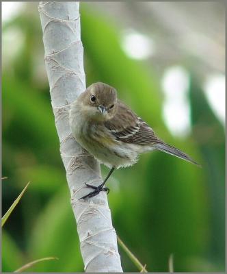 yellow-rumped warbler