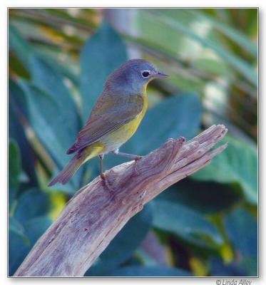 nashville warbler