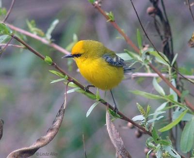 blue winged warbler