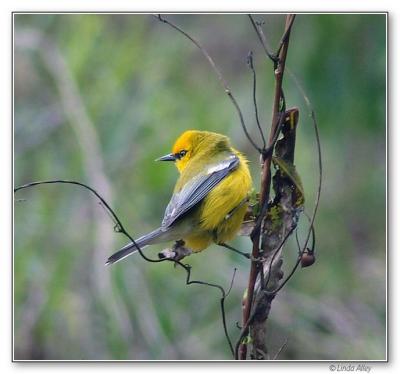 blue winged warbler