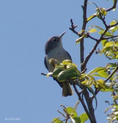 blue-gray gnatcatcher