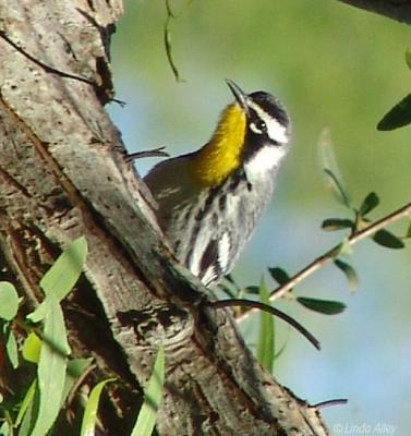 yellow throated warbler