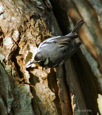 yellow throated warbler