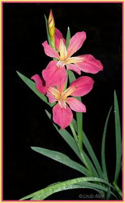 johnny belinda iris