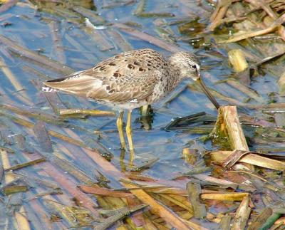 short billed dowitcher