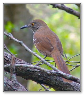 long billed thrasher