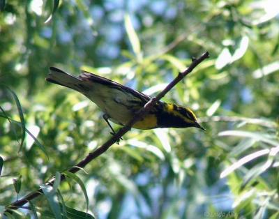 townsend's warbler