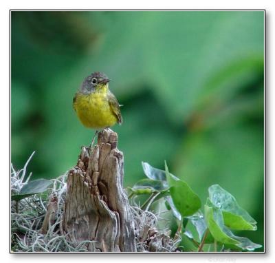 nashville warbler