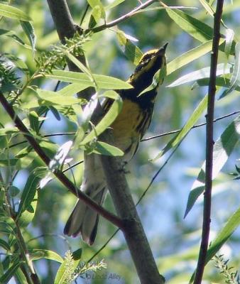 townsends warbler
