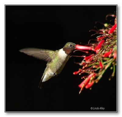 ruby-throated male