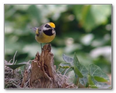 golden-winged warbler