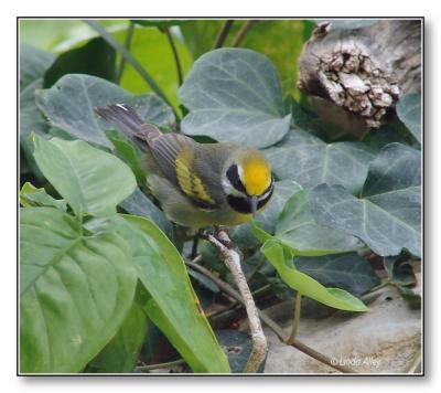golden-winged warbler