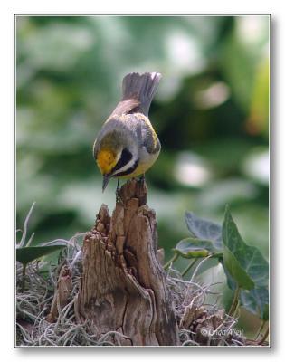 golden-winged warbler