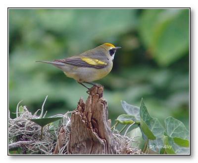 golden-winged warbler (hybrid)