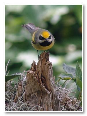 golden-winged warbler hybrid