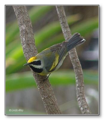 golden- winged  warbler hybrid
