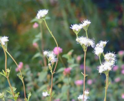 mist flower