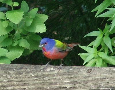 painted bunting