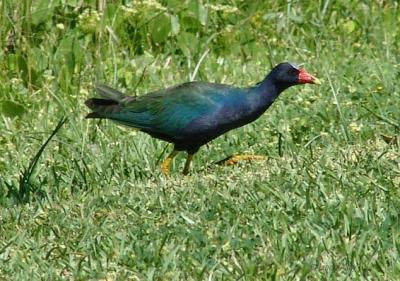 purple gallinule