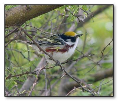 chestnut sided warbler