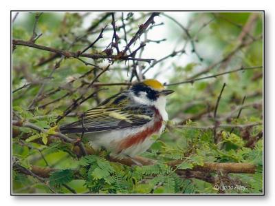 chestnut sided warbler