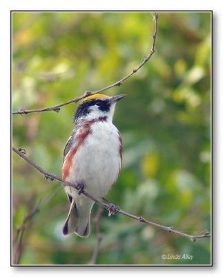 chestnut sided warbler
