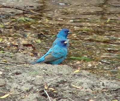 indigo buntings